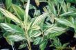 Alpina zerumbet variegata